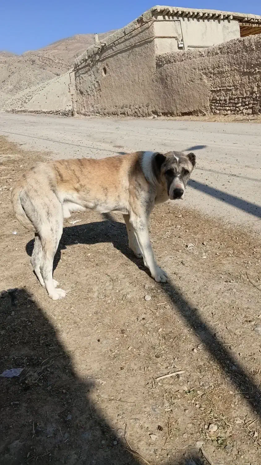 سگ برای نگهبانی|سگ|زاوه, |دیوار