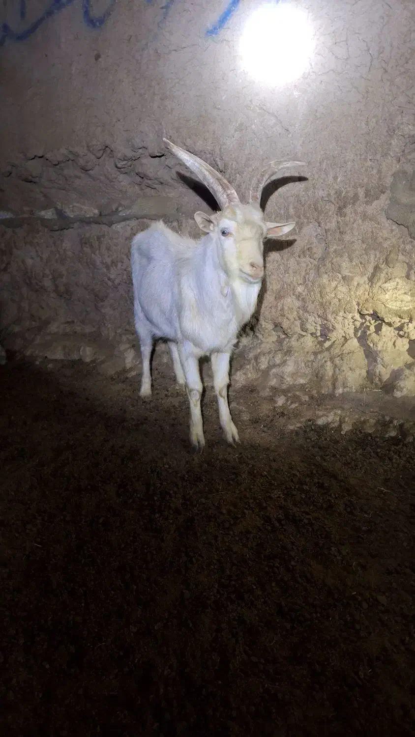 فروش نر بز سانن|حیوانات مزرعه|تربتحیدریه, ۴۵ متری|دیوار