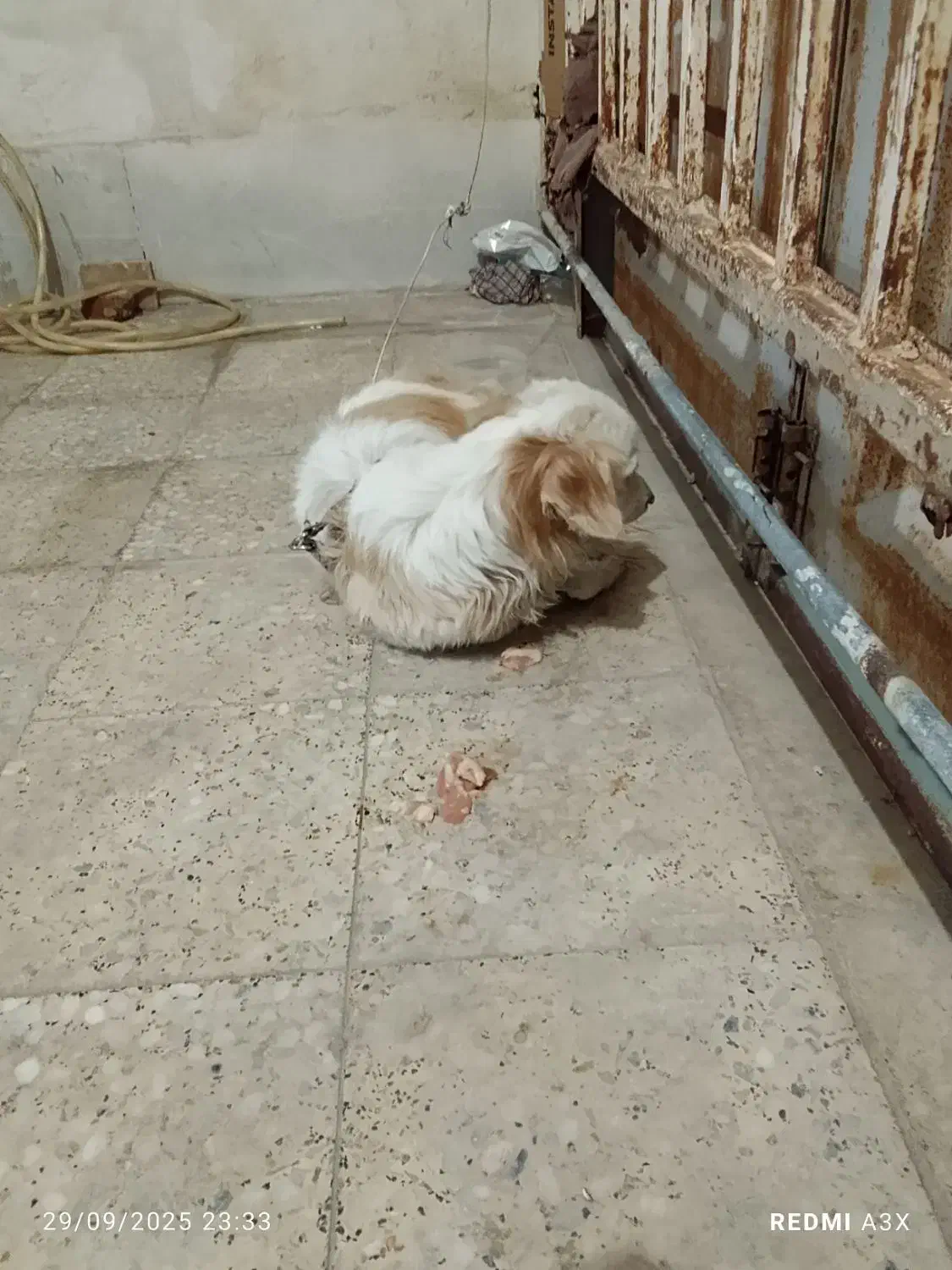 فروش سگ فانتزی|سگ|شیراز, گل سرخ|دیوار