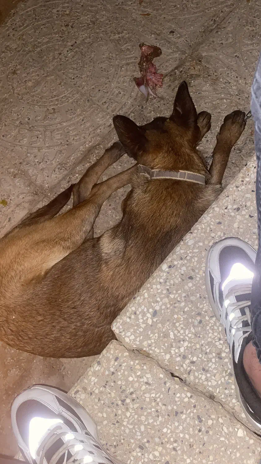 سگ مالینیوز اصل طوله ۶ ماهه|سگ|یزد, |دیوار