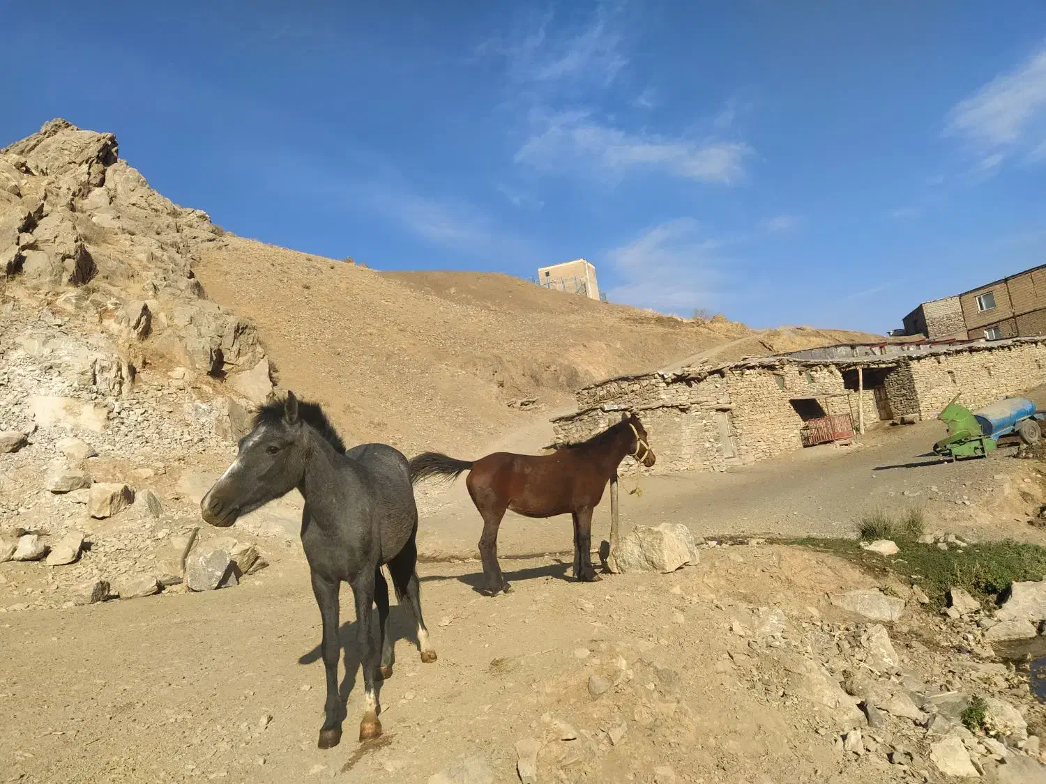 مادیان با کره|اسب و تجهیزات اسب‌سواری|دیواندره, |دیوار