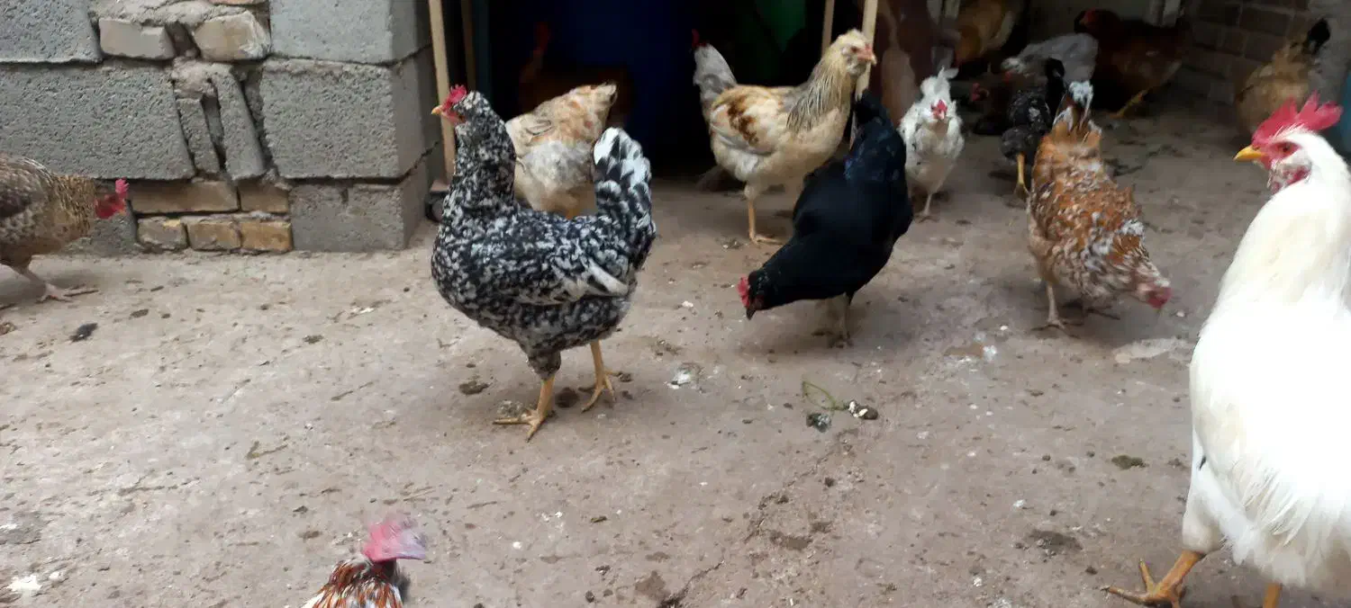 مرغ وخروس|حیوانات مزرعه|مسجد سلیمان, |دیوار