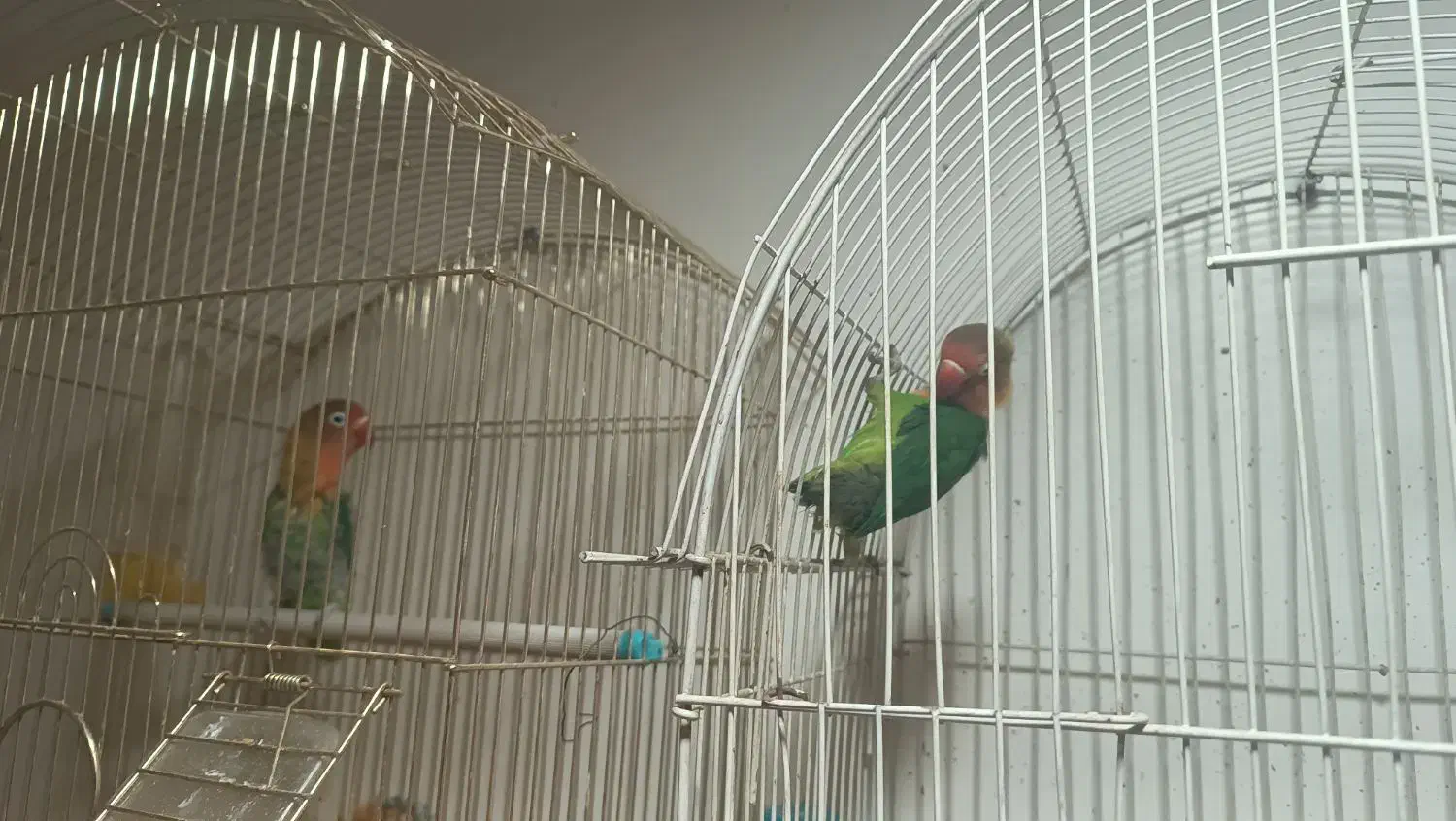 یک جفت طوطی برزیلی تخم گذار|پرنده|هشتگرد, فاز ۱ مهستان|دیوار