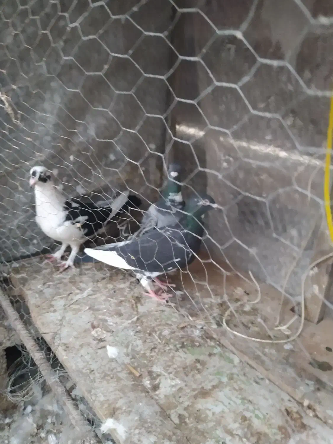 کفتر|پرنده|شیراز, کوزه گری|دیوار