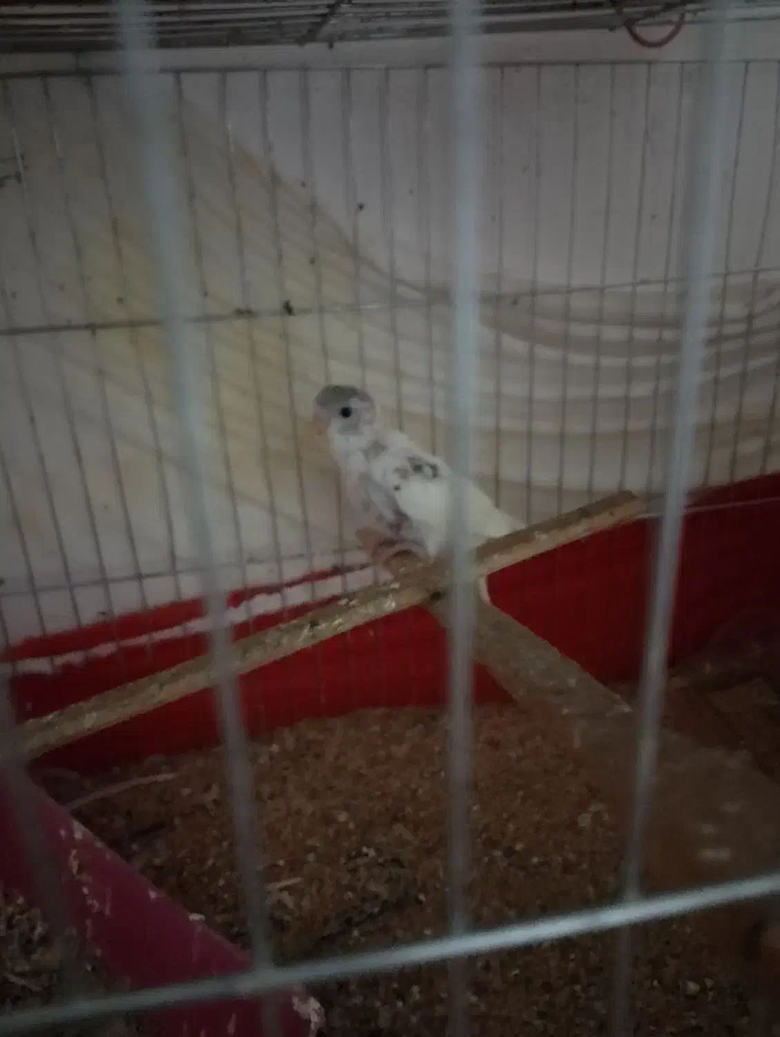 مرغ عشق|پرنده|جیرفت, |دیوار