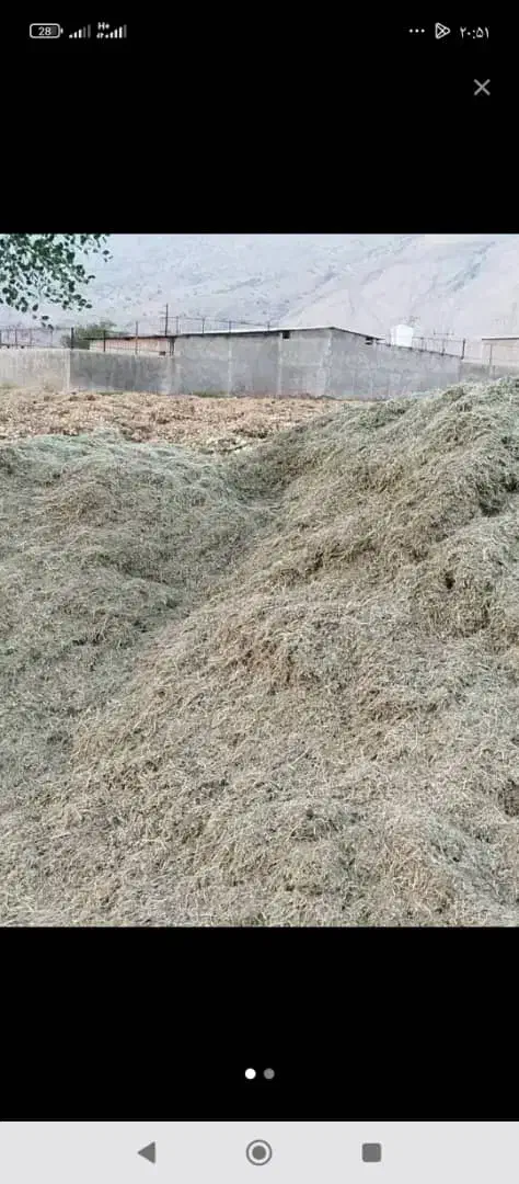 کاه ماشک|حیوانات مزرعه|یاسوج, |دیوار