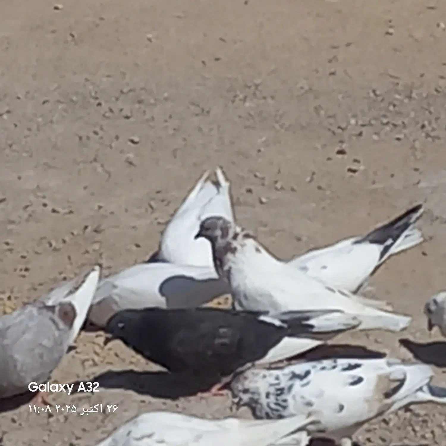 فروش‌کبوتر|پرنده|فین, |دیوار