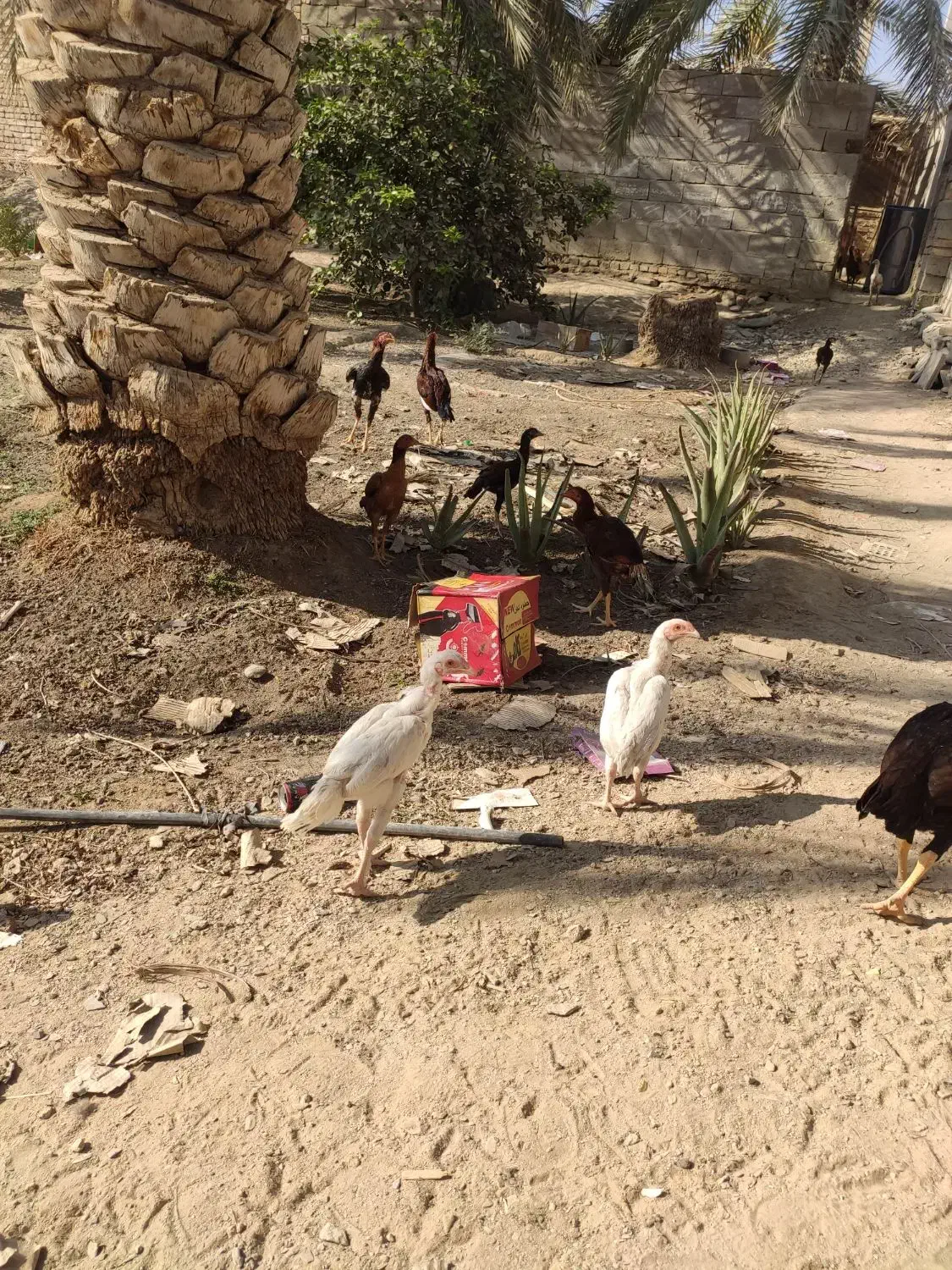 مرغ و خروس نسل دار|حیوانات مزرعه|سراوان, |دیوار