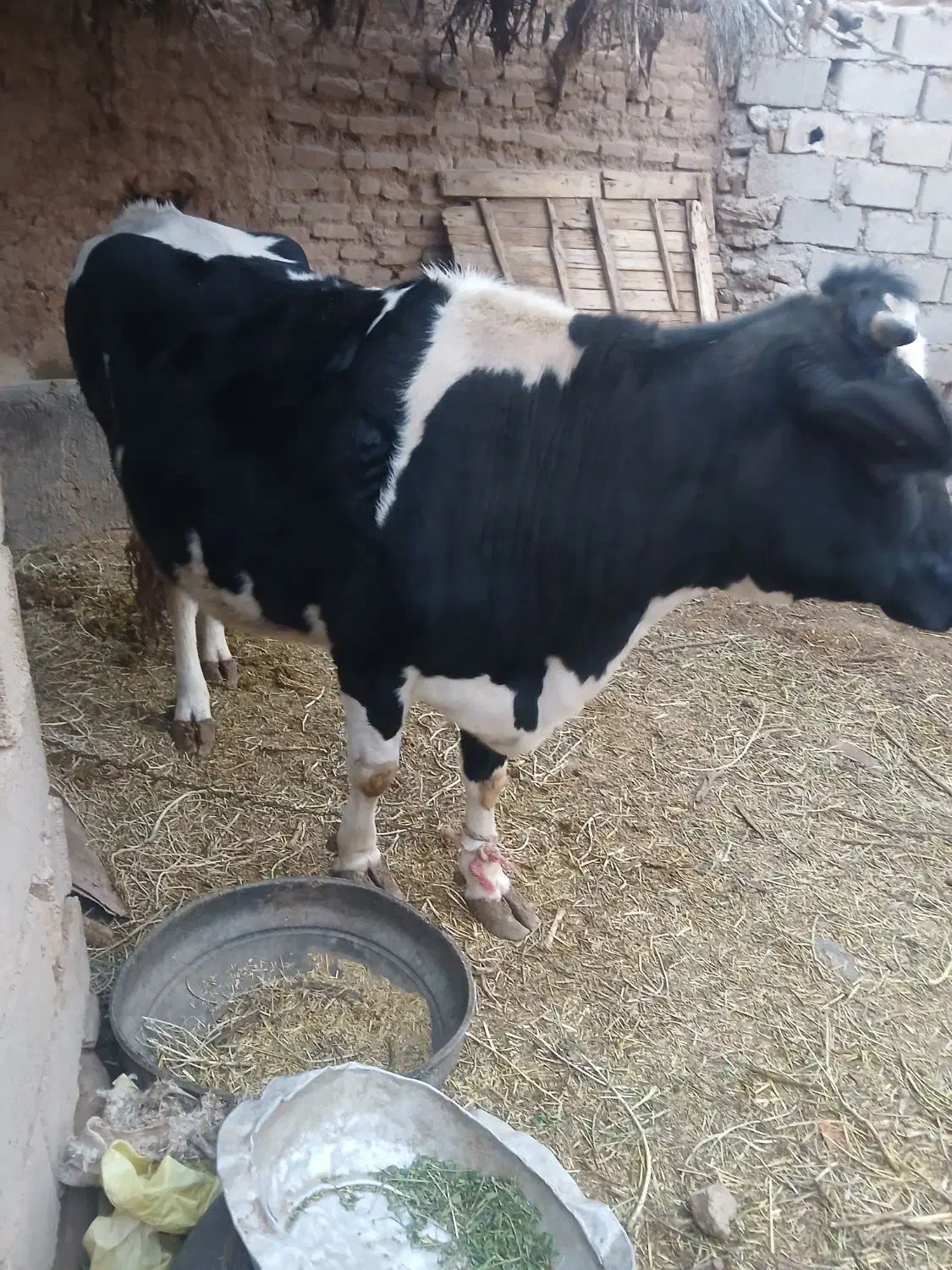 گاو|حیوانات مزرعه|زیرکوه, |دیوار