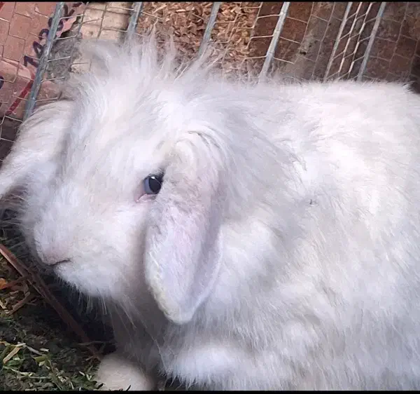 خرگوش لوپ ترکیش جفت|موش و خرگوش|سیرجان, |دیوار