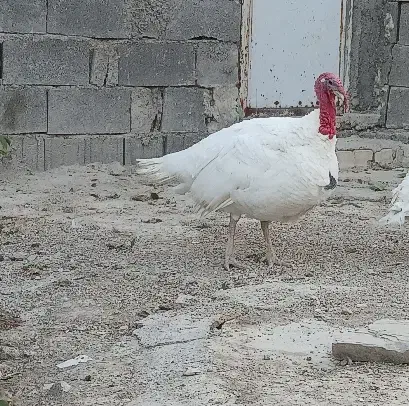 بوقلمون|حیوانات مزرعه|شیراز, احمدآباد|دیوار