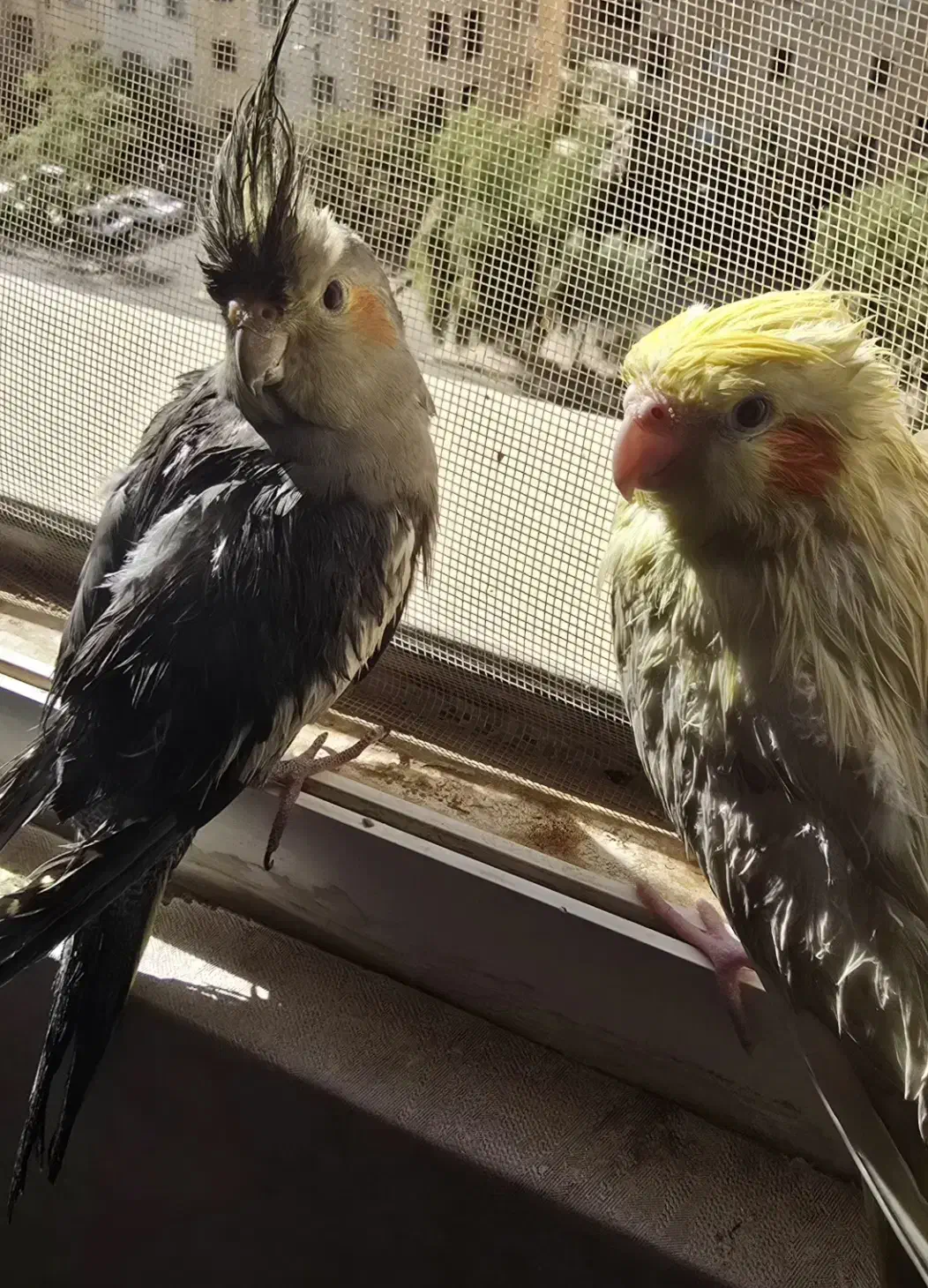 یک جفت عروس هلندی فروشی|پرنده|کاشان, مصلی|دیوار