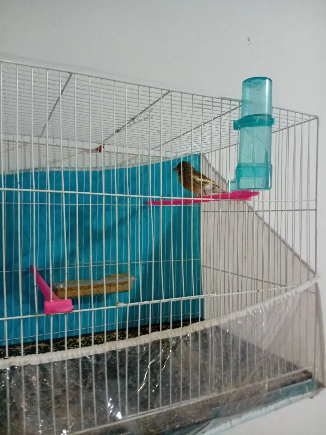 قناری نر ریزه خون|پرنده|بندرعباس, |دیوار