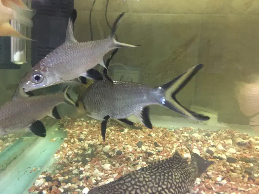 3 عدد سیلورشارک اورسایز|ماهی|اردبیل, |دیوار