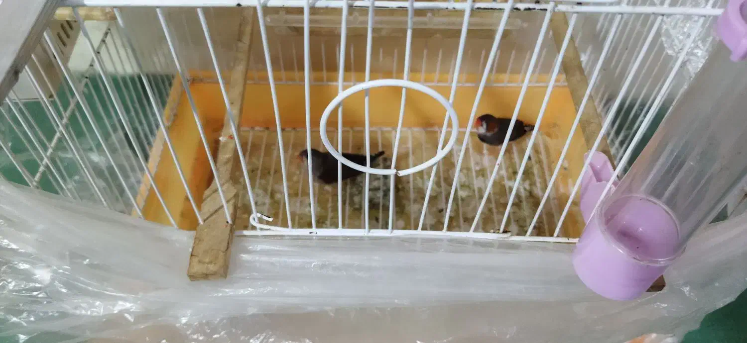 قفس و یک جفت فنج|پرنده|تبریز, |دیوار