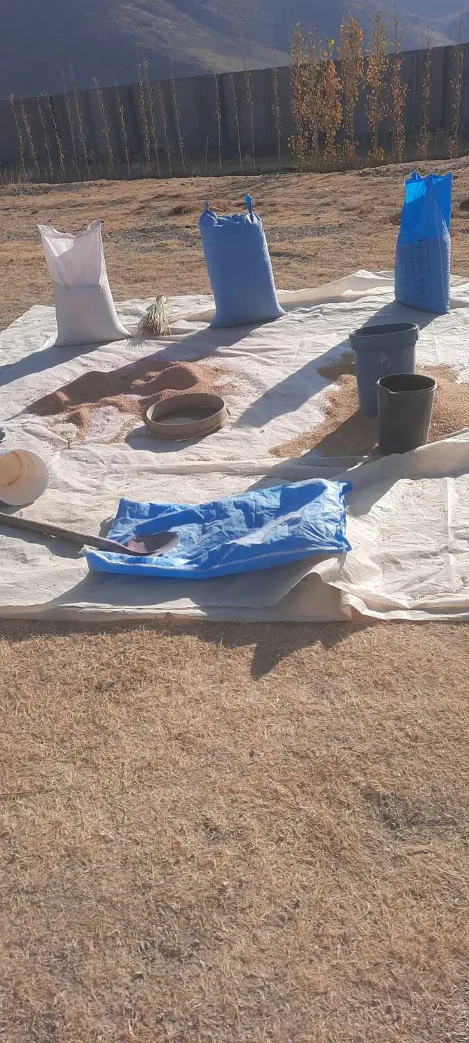 گندم پیشگام ،تمیز، بدون کاکل و علف|عمده‌فروشی|حسن آباد, |دیوار