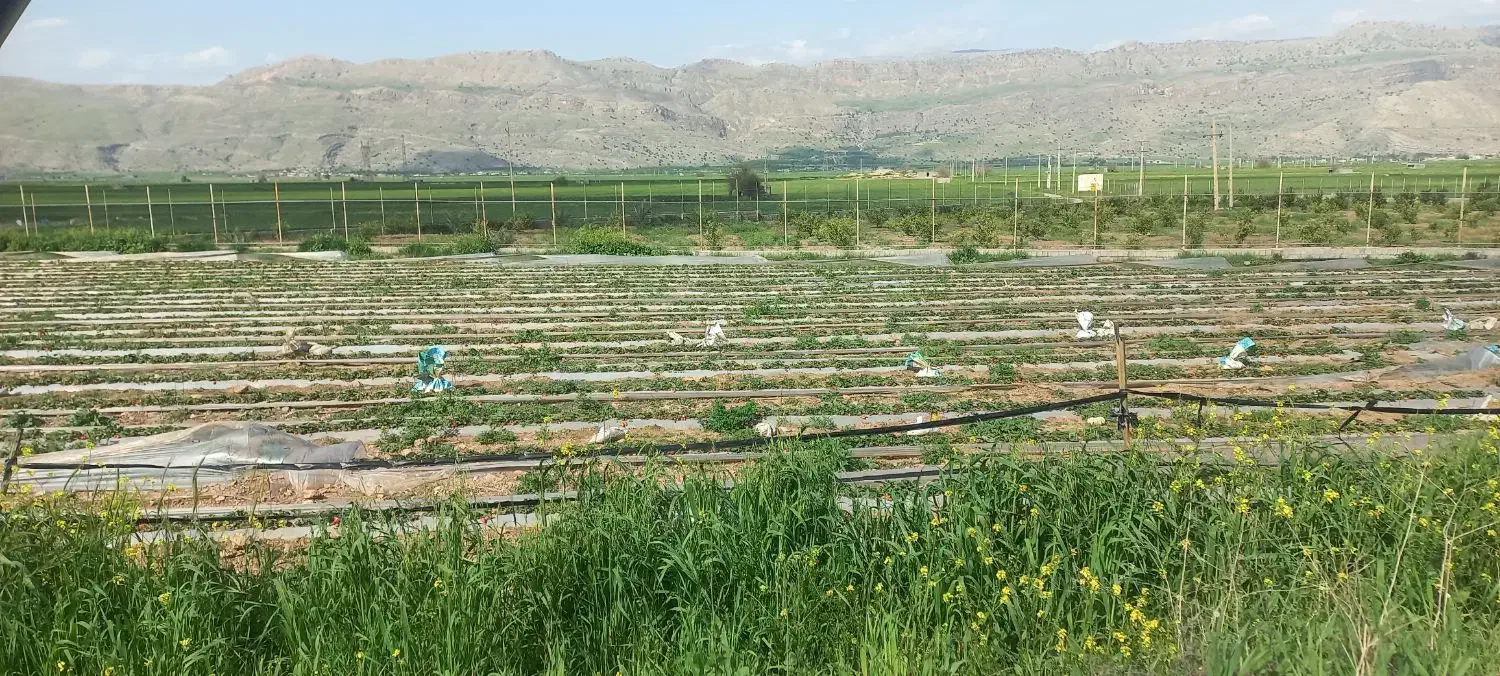 تخلیه چاه وفاضلاب وبازکردن لوله|خدمات پیشه و مهارت|سیرجان, |دیوار