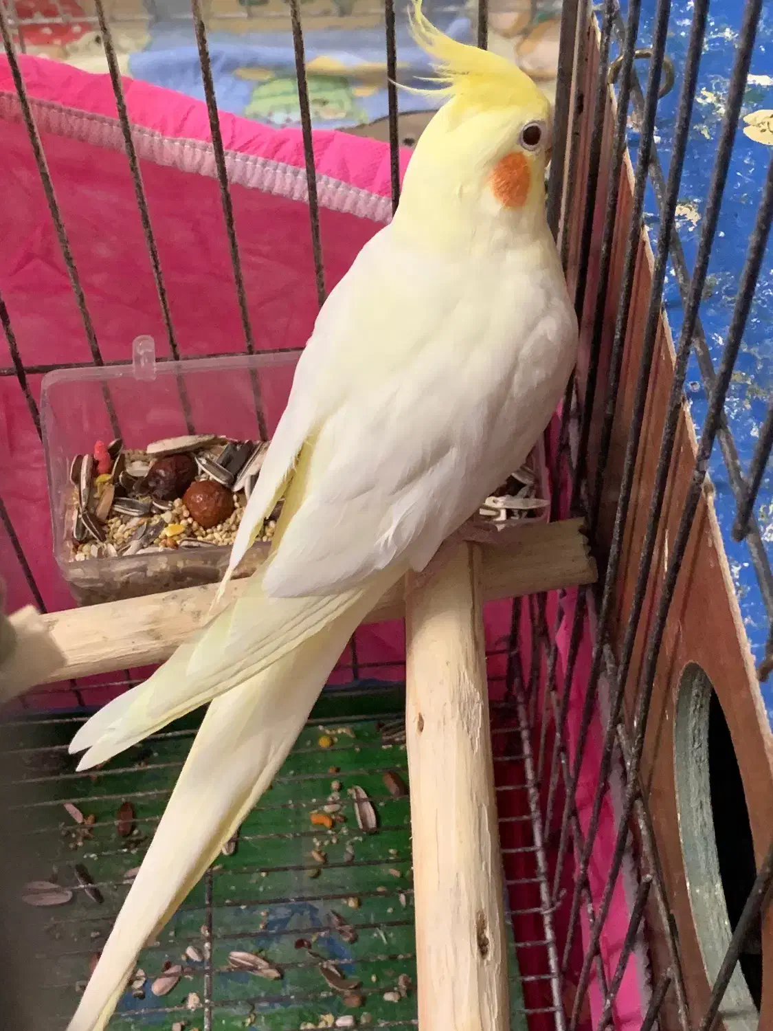 عروس هلندی مولد سالم لوتینو با قفس بزرگ|پرنده|اسلامشهر, شهرک سعیدیه|دیوار