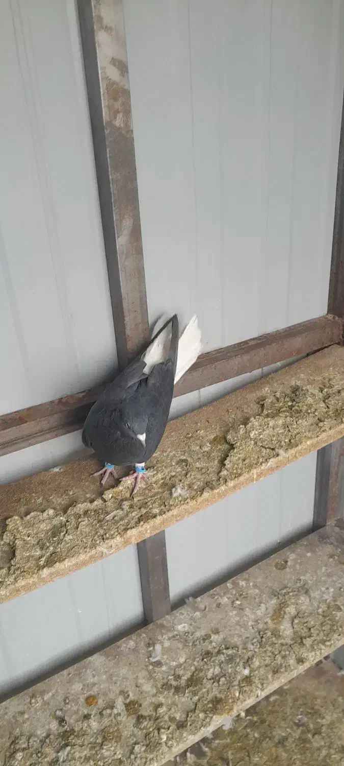 کفتر زاغ دم سفید ،کفتر پلاکی|پرنده|تهران, سعیدآباد|دیوار