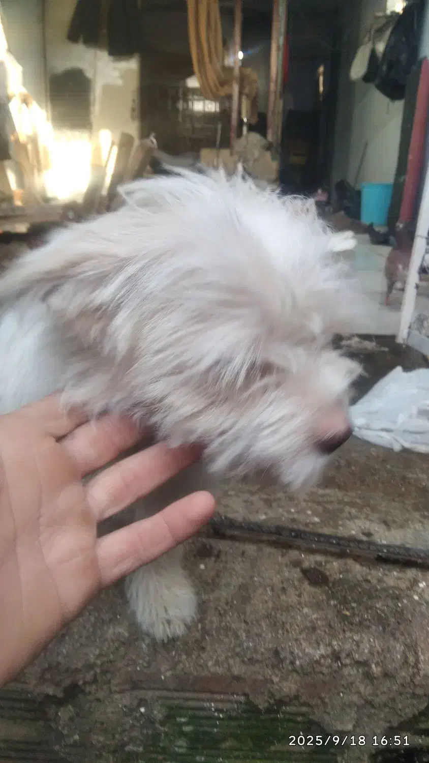 پاکوتاه|سگ|قائم‌شهر, |دیوار