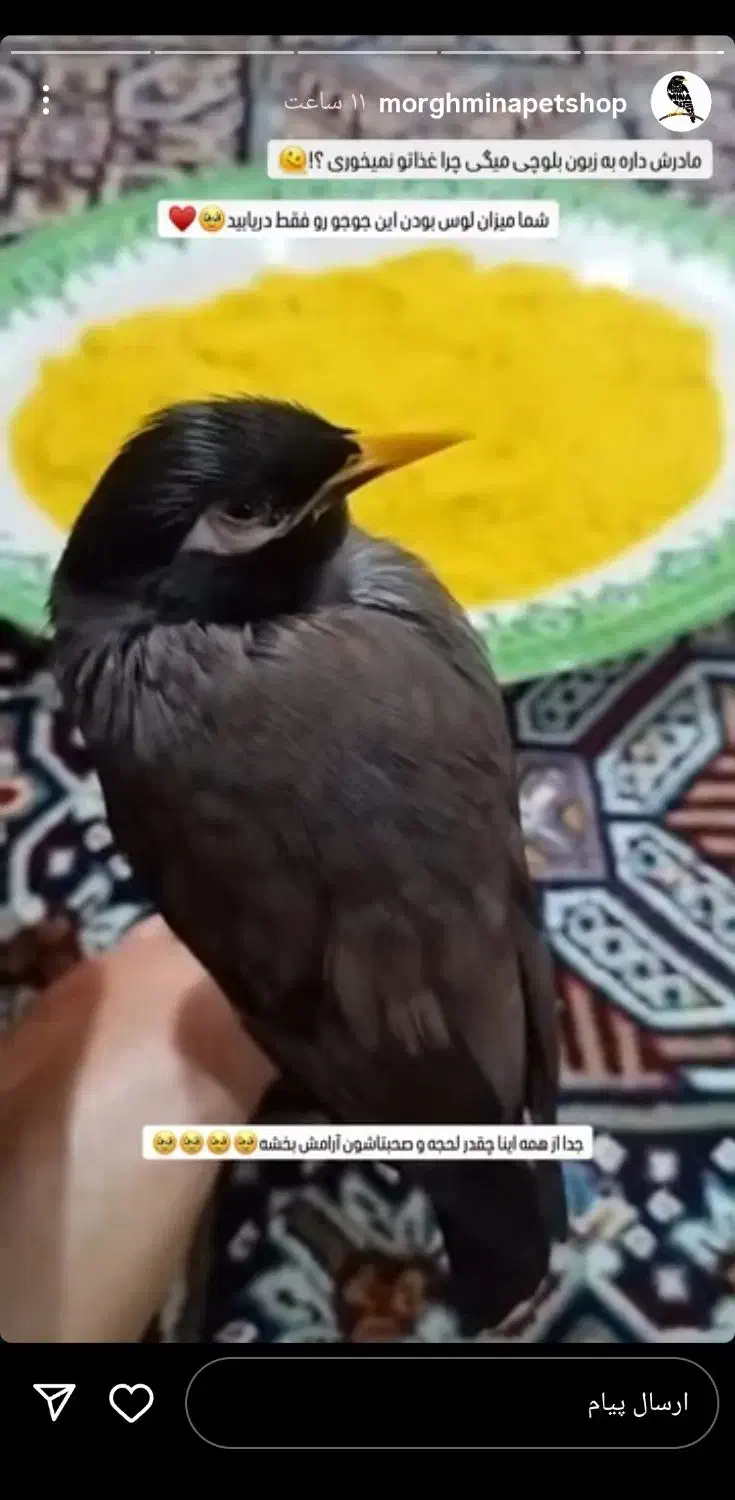 مرغ مینا|پرنده|الیگودرز, |دیوار