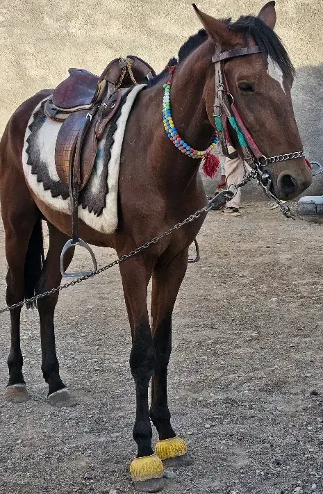 کره اسب کهر یورغه|اسب و تجهیزات اسبسواری|تربت جام, یحیی آباد|دیوار