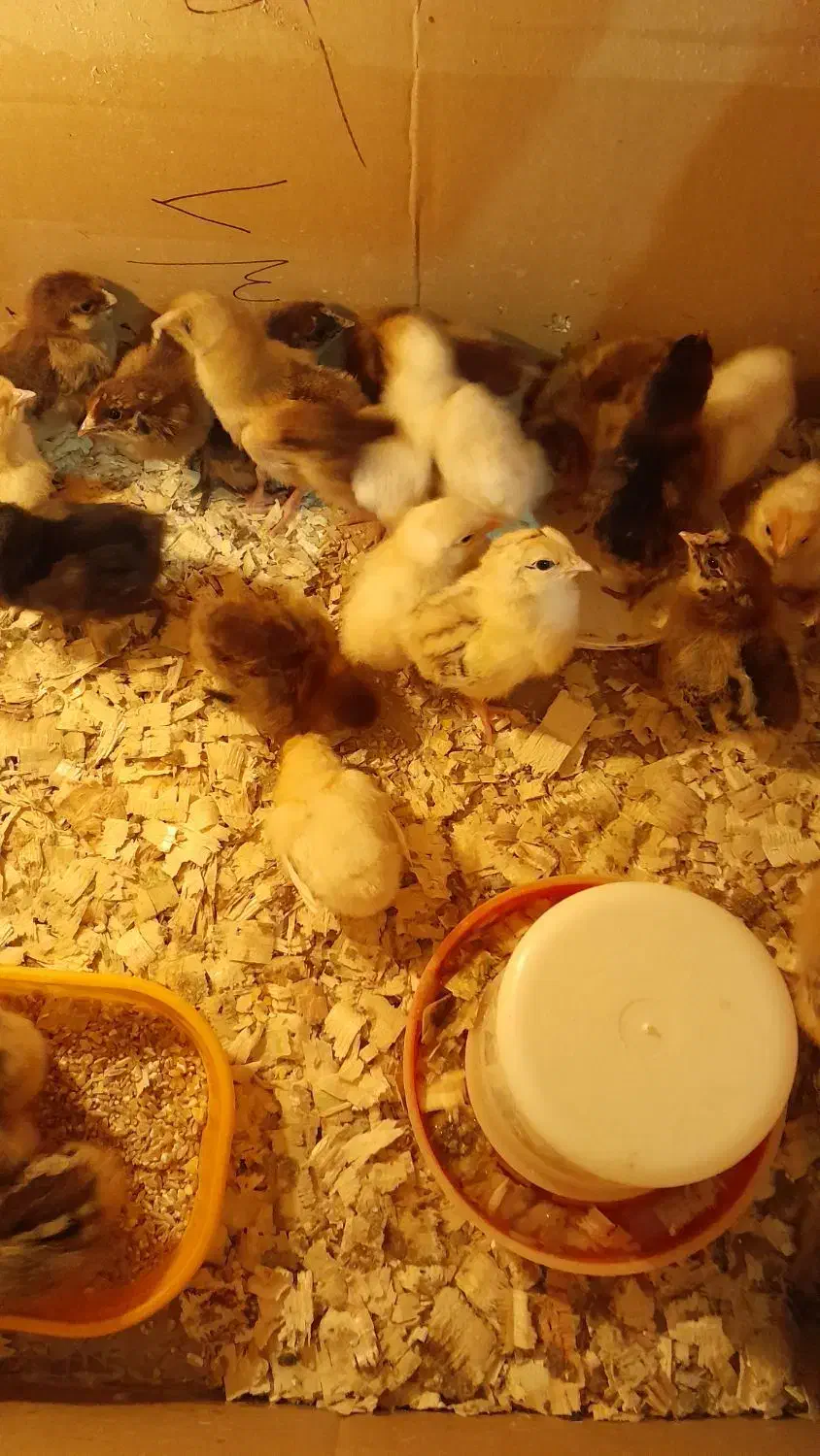 فروش جوجه یکروزه مرغ گلپایگان ومحلی|حیوانات مزرعه|واجارگاه, |دیوار