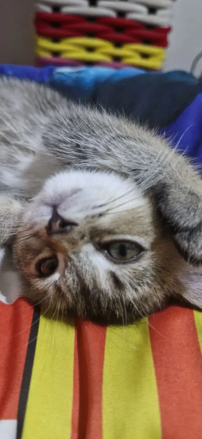 بریتیش اصیل شناسنامه دار بلک اند گلد ۳ماهه|گربه|تهران, شمشیری|دیوار