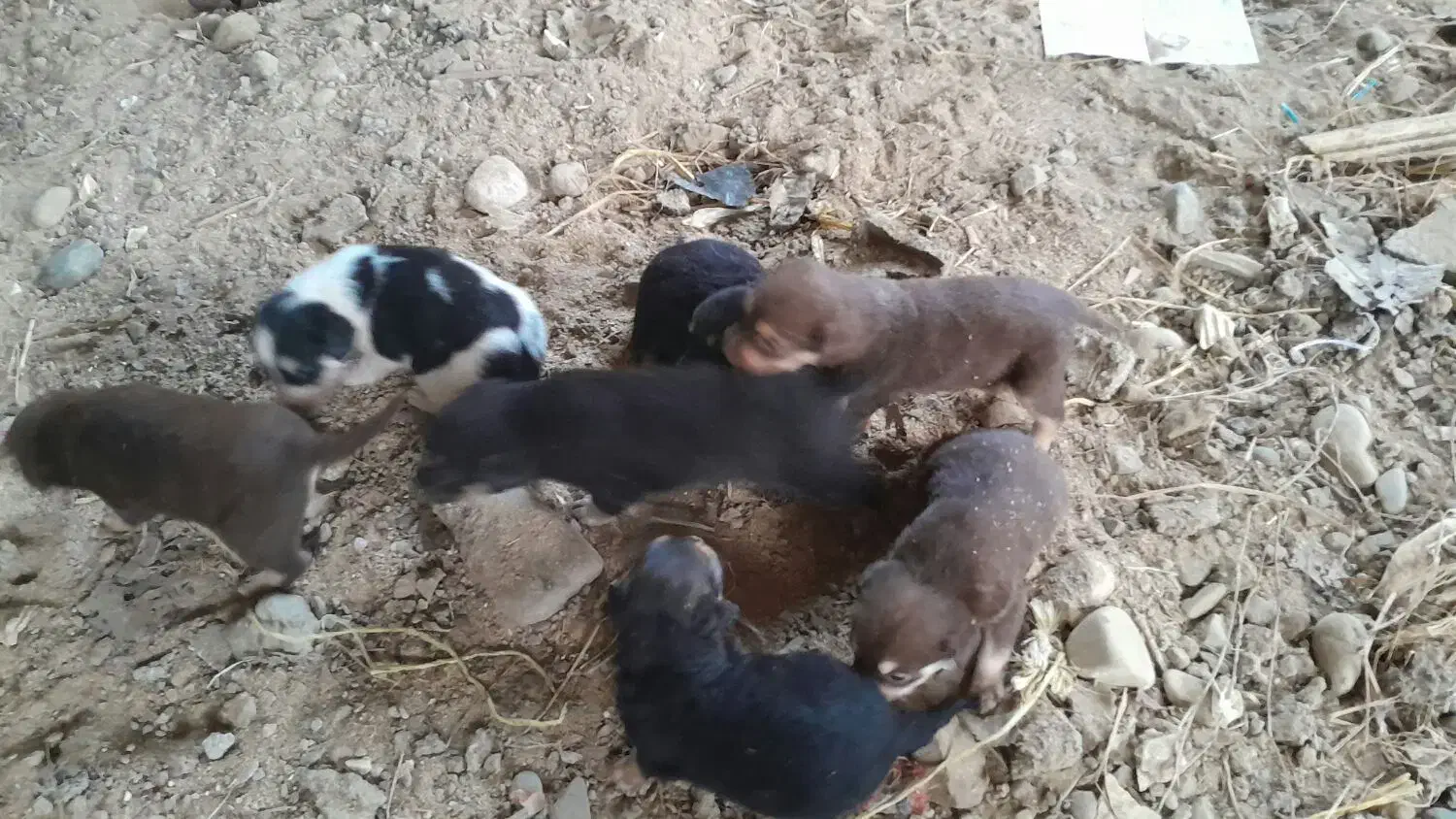 سگ پاه کوتاه|سگ|لاهیجان, بازکیاگوراب|دیوار