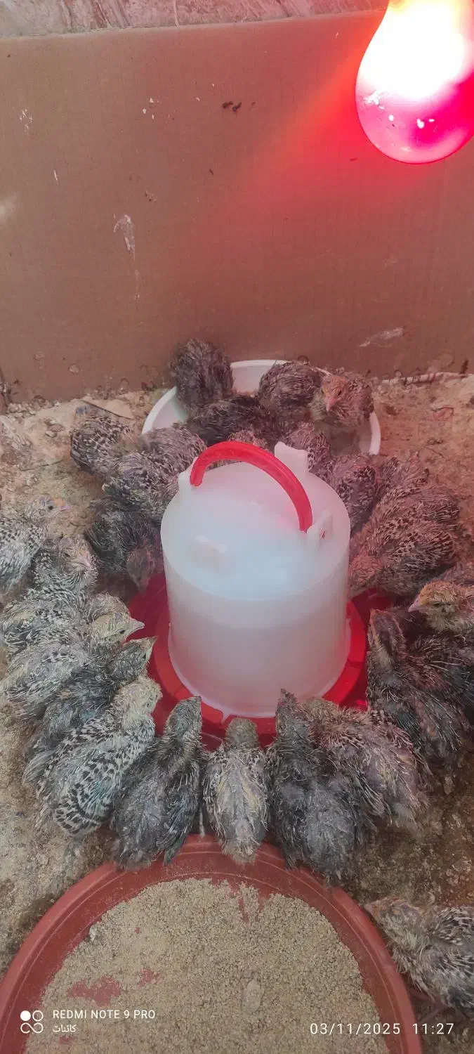 پیش فروش جوجه بلدرچین|حیوانات مزرعه|خوانسار, |دیوار