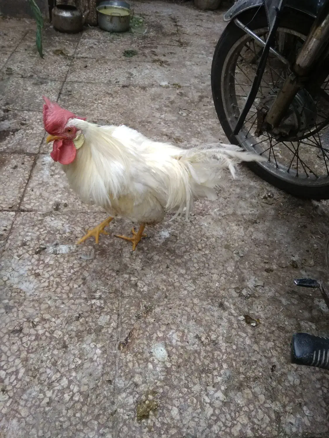 خروسسفیدخروسخونگیدرشتجوان10ماهه|حیوانات مزرعه|قم, هنرستان|دیوار