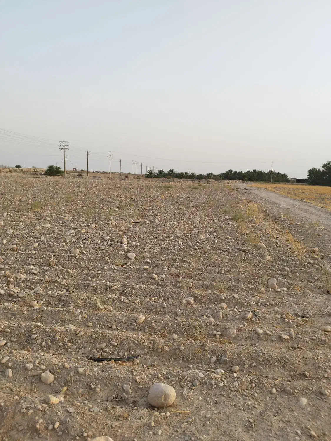 اجاره دادن زمین کشاورزی خورموج|اجارهٔ دفتر صنعتی، کشاورزی، تجاری|خورموج, |دیوار