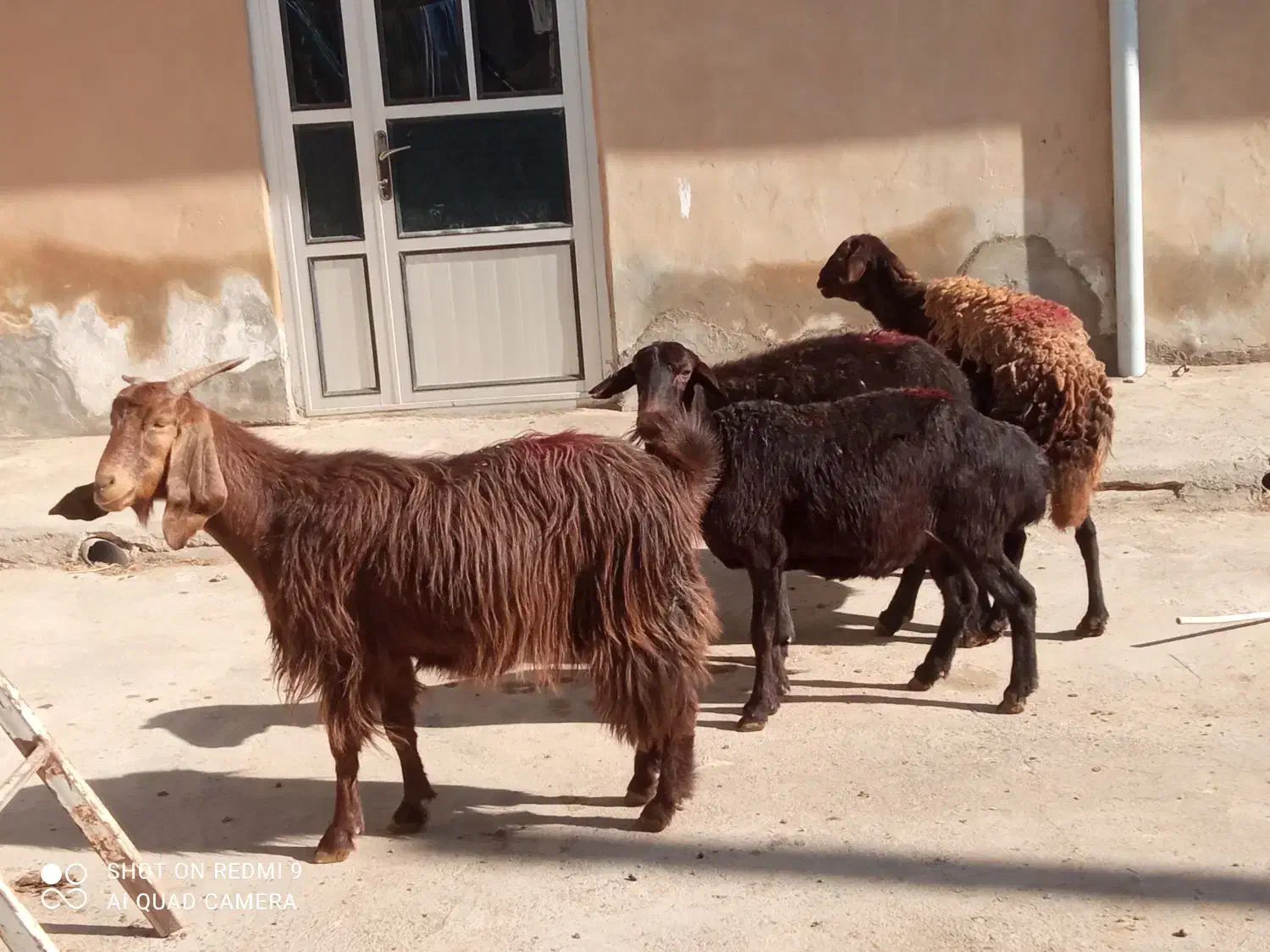 سه تاگوسفندجوان وابستن وبره ماده دامازلق قرمزلخت|حیوانات مزرعه|خواجه, |دیوار