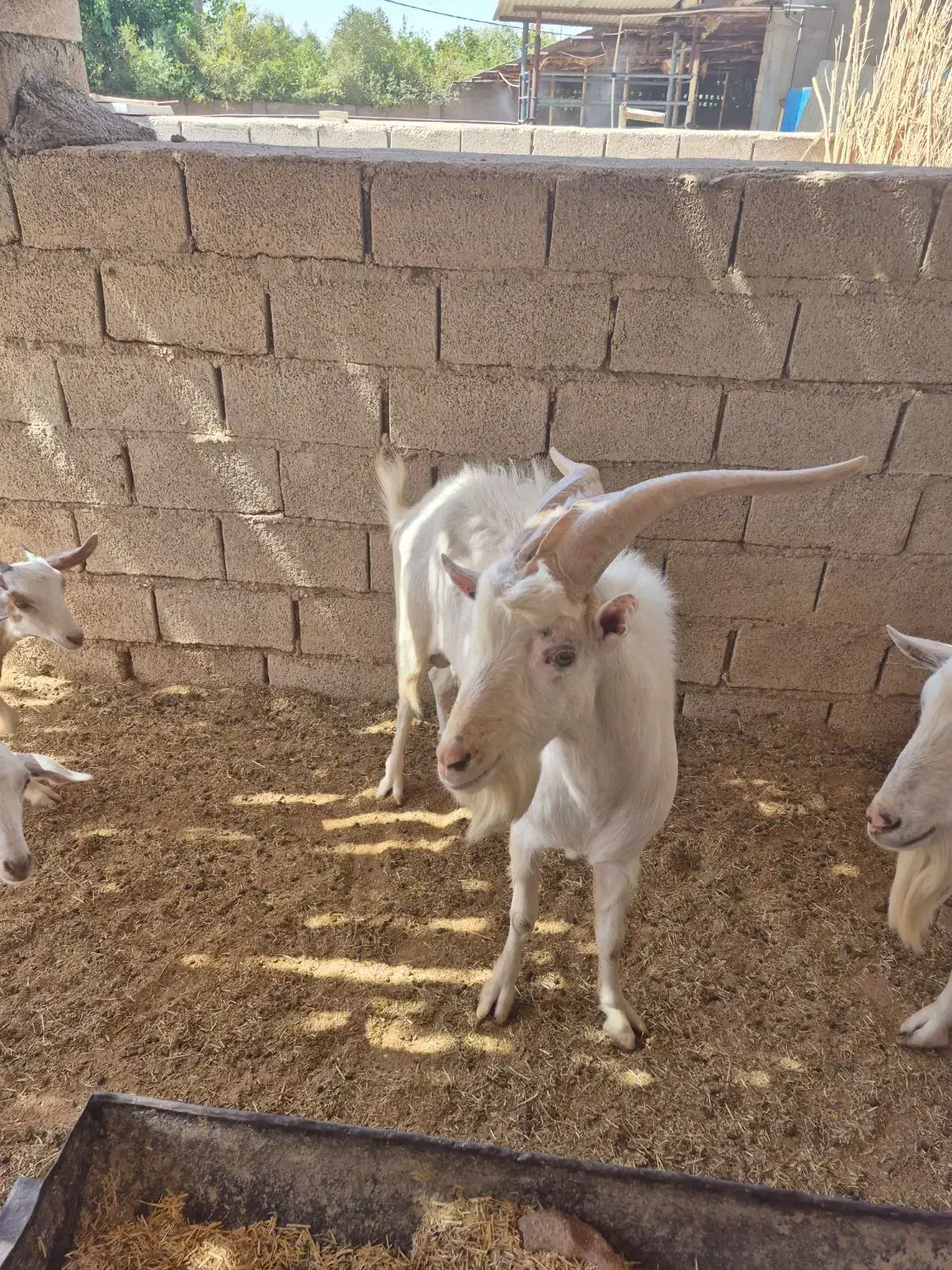 فروش نر بز سانن دوساله نژاد اصیل وارداتی|حیوانات مزرعه|مسجد سلیمان, |دیوار