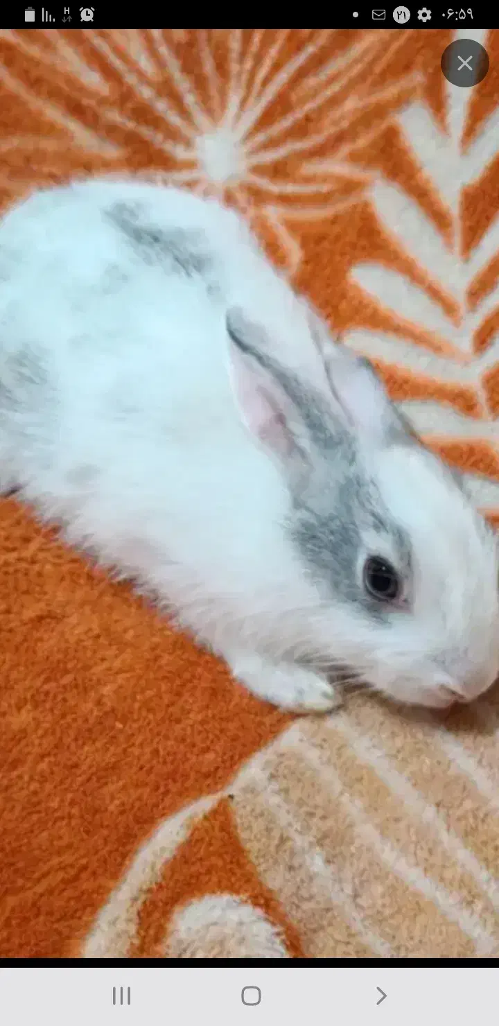 خرگوش معاوضه با مرغ.|موش و خرگوش|خورموج, |دیوار