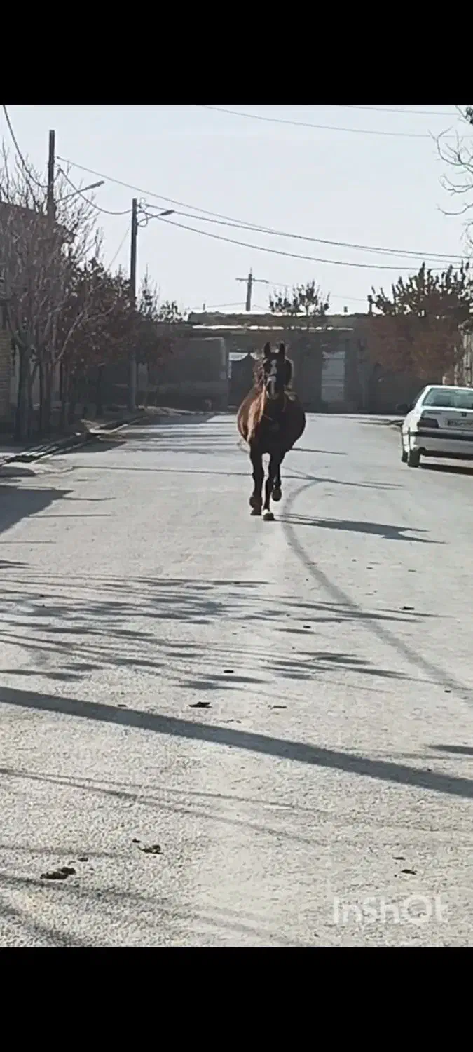 مادیان|اسب و تجهیزات اسب‌سواری|کبودرآهنگ, |دیوار