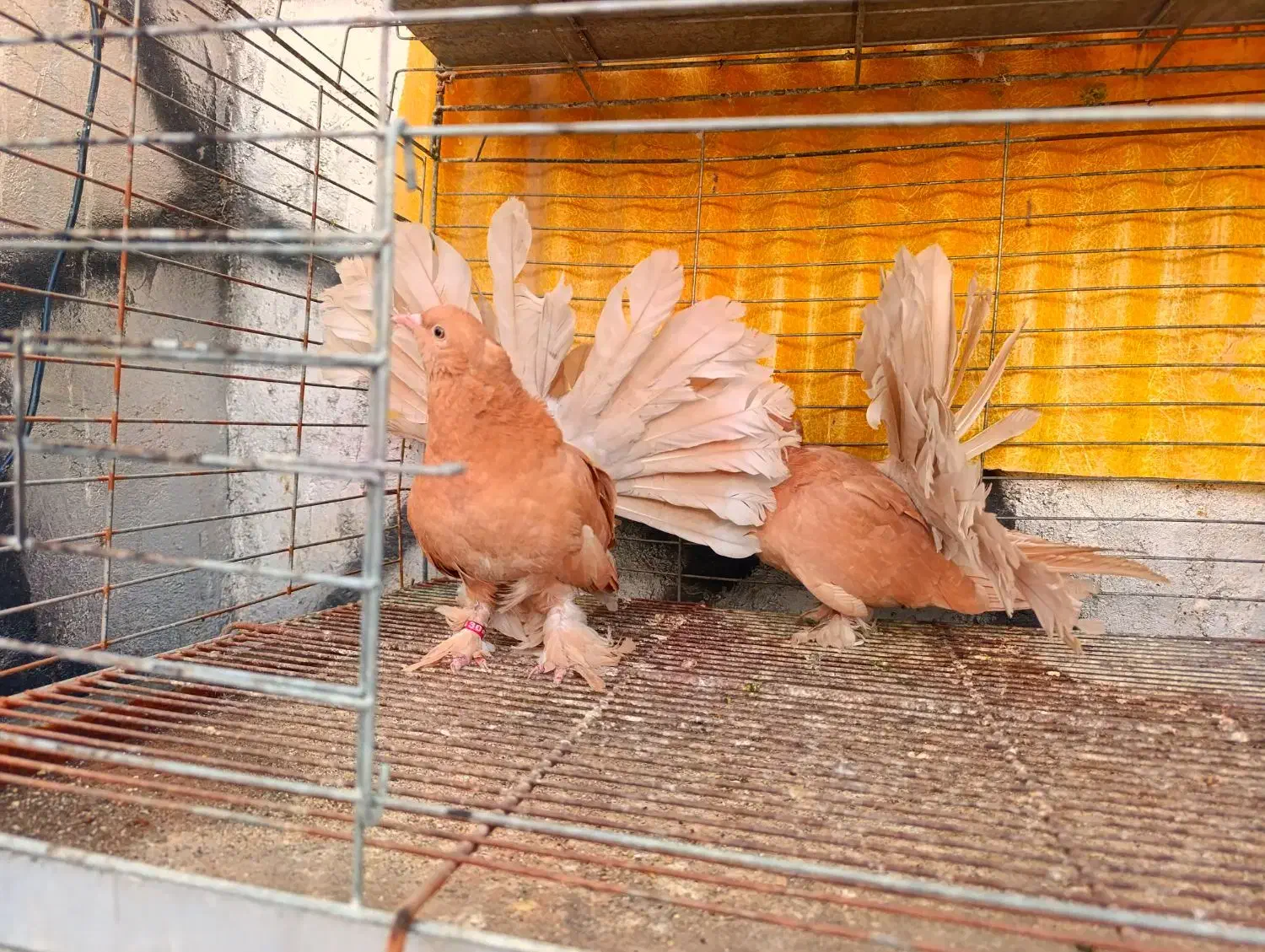 دم چتری آمریکایی|پرنده|ابریشم, |دیوار