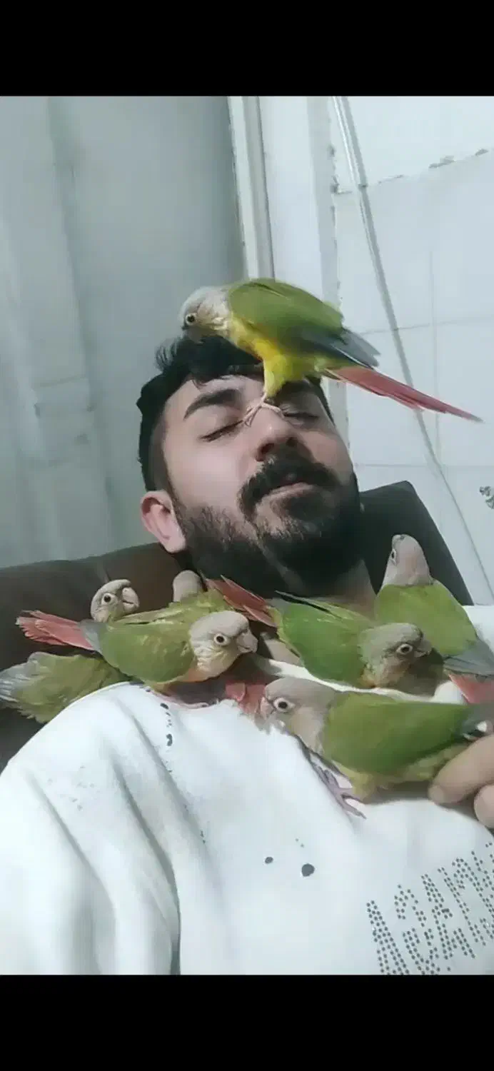 طوطی گرینچیک|پرنده|گنبد کاووس, |دیوار