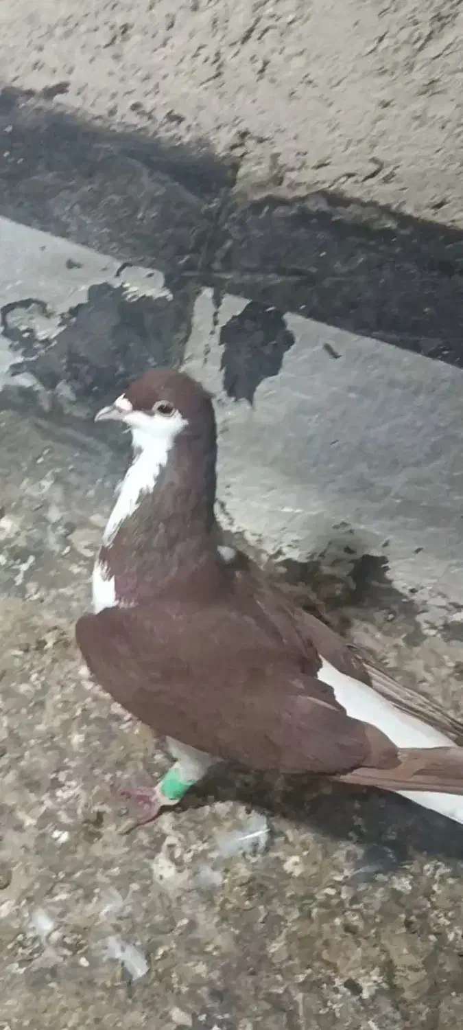 خوشرنگ سرخ|پرنده|اقبالیه, |دیوار