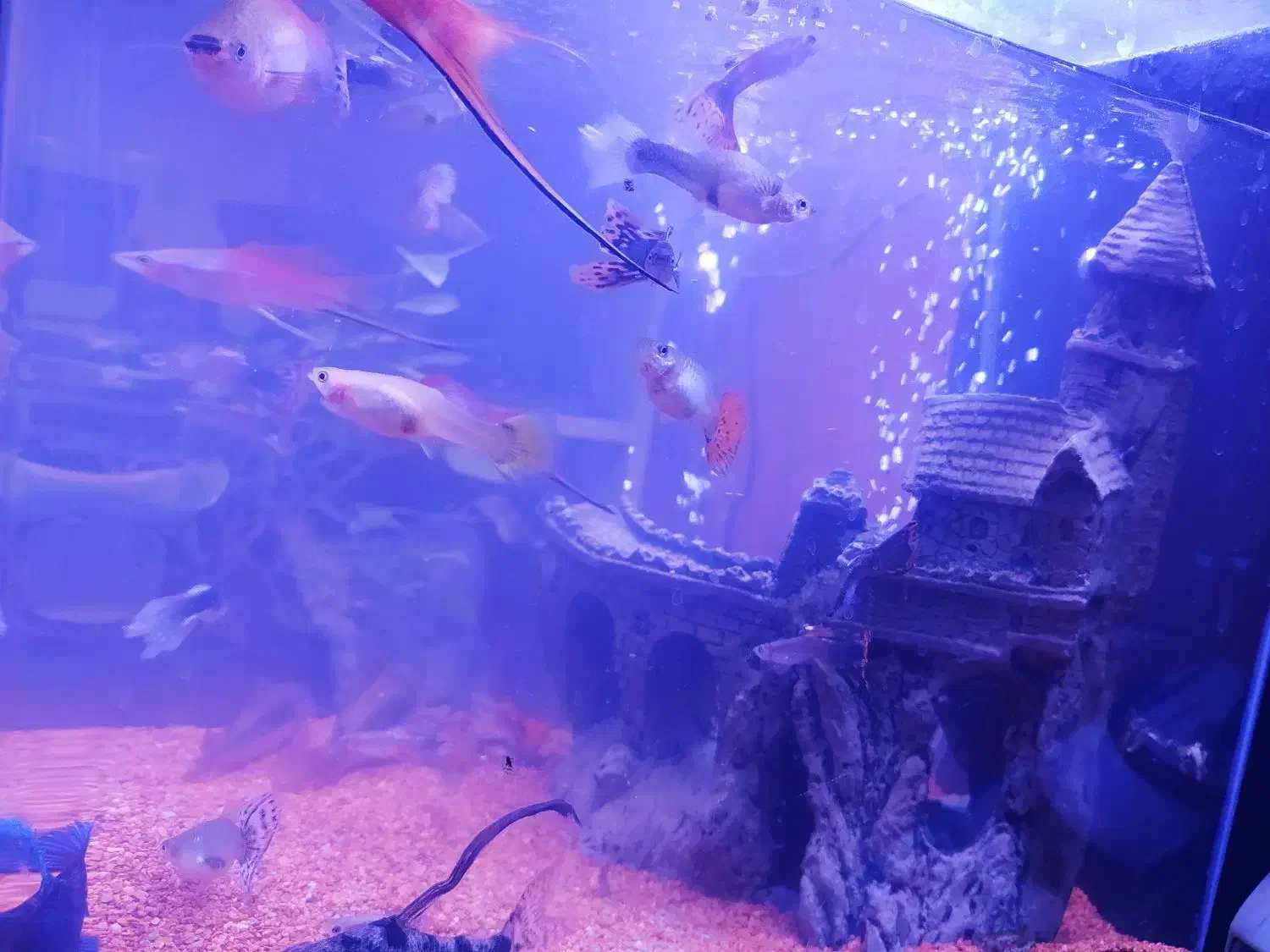 فروش و معاوضه ماهی|ماهی|پرند, فاز ۲|دیوار