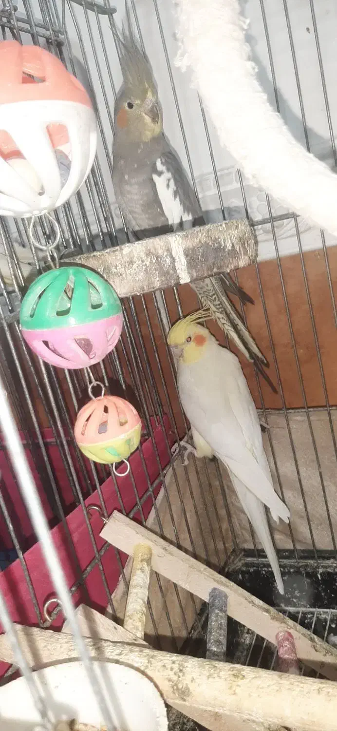 فروش دو جفت عروس هلندی با تخم و جوجه|پرنده|بندرعباس, |دیوار