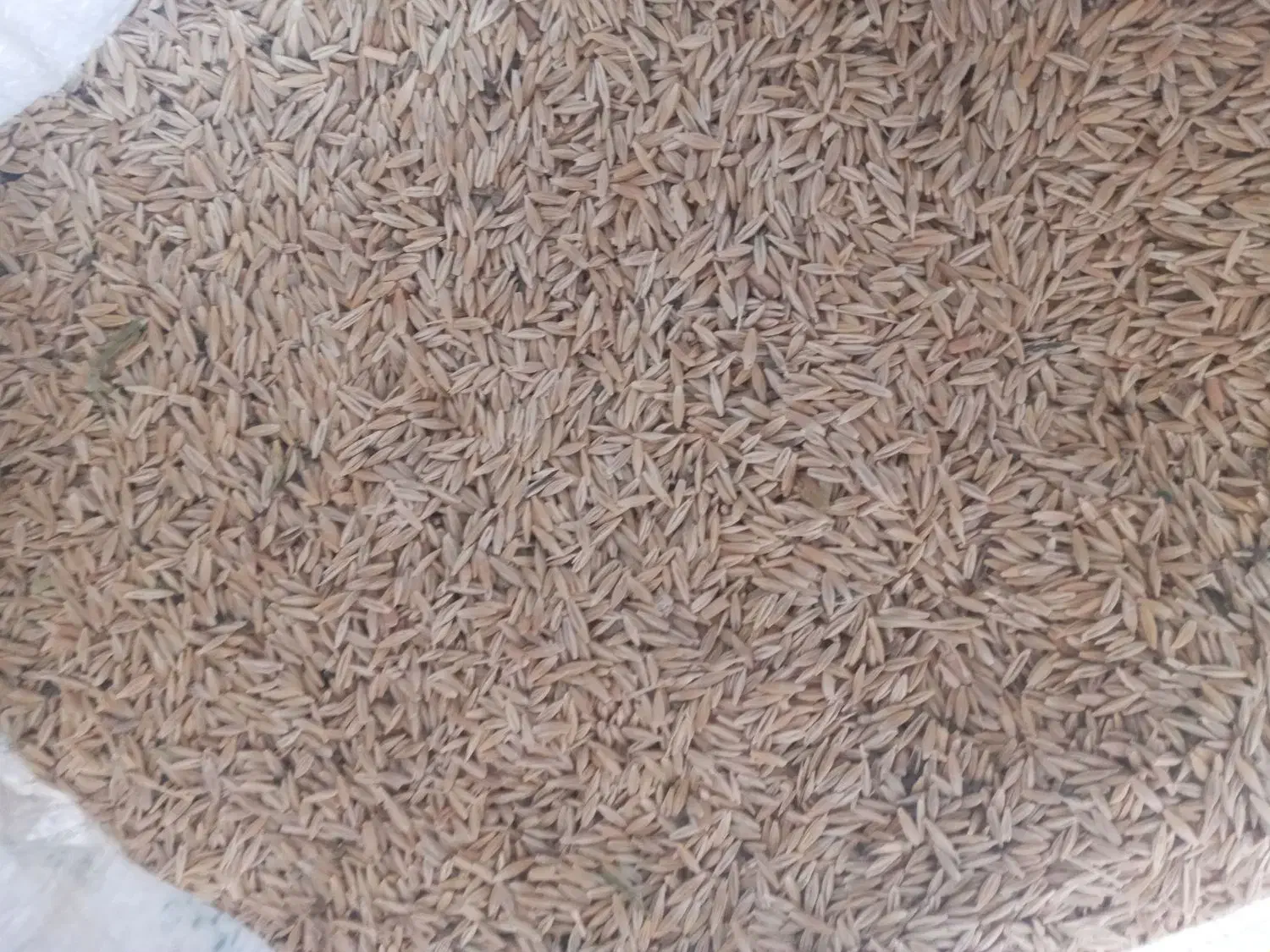 جو دیمه|خدمات باغبانی و درختکاری|تربت جام, جامرود|دیوار