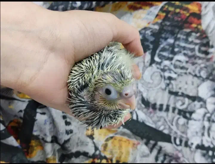 جوجه عروس هلندی 20روزه 380|پرنده|ایلام, |دیوار