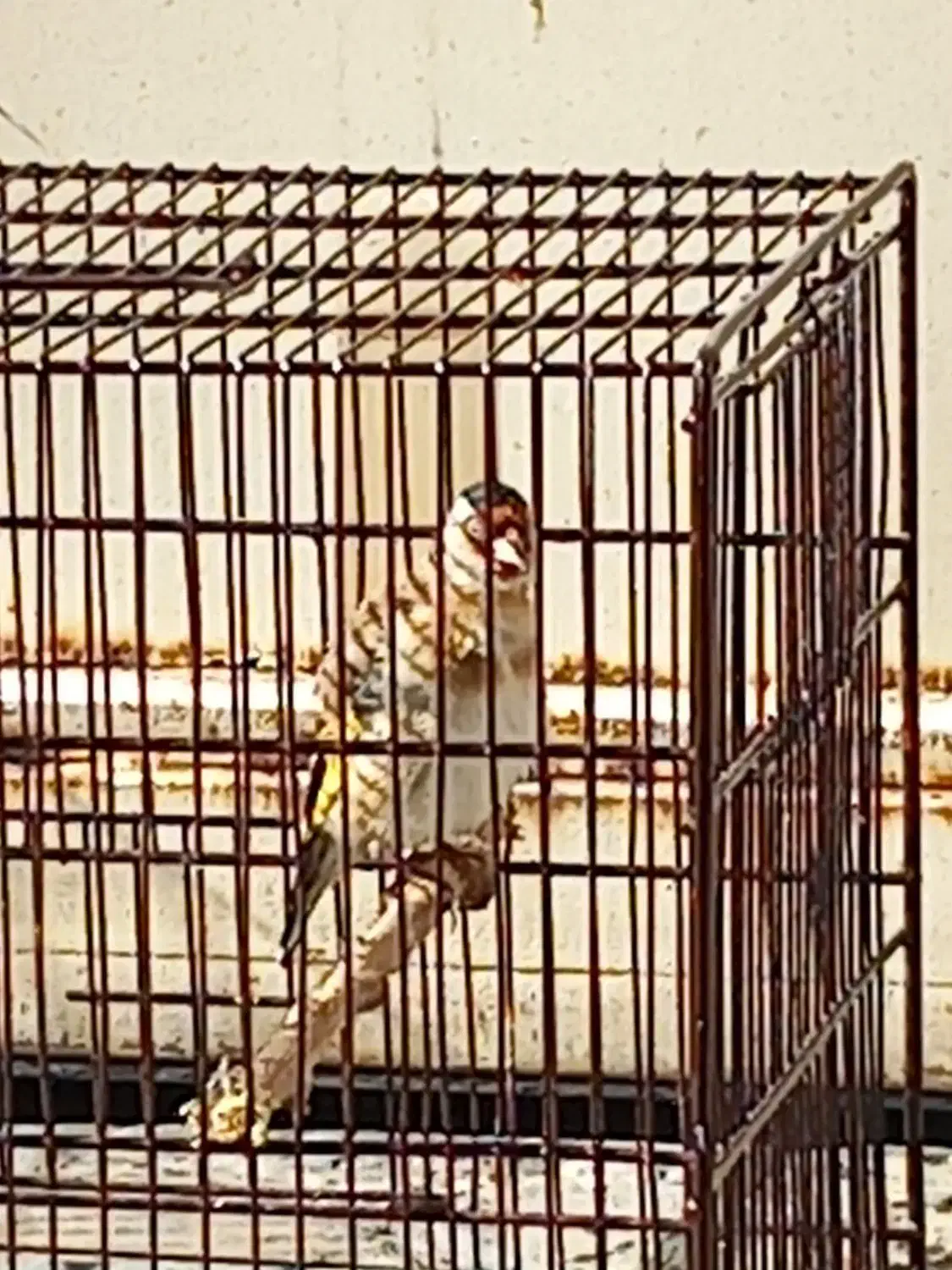 جوجه سره سوا شده ب شرط|پرنده|قرچک, شهرک صنعتی قرچک|دیوار