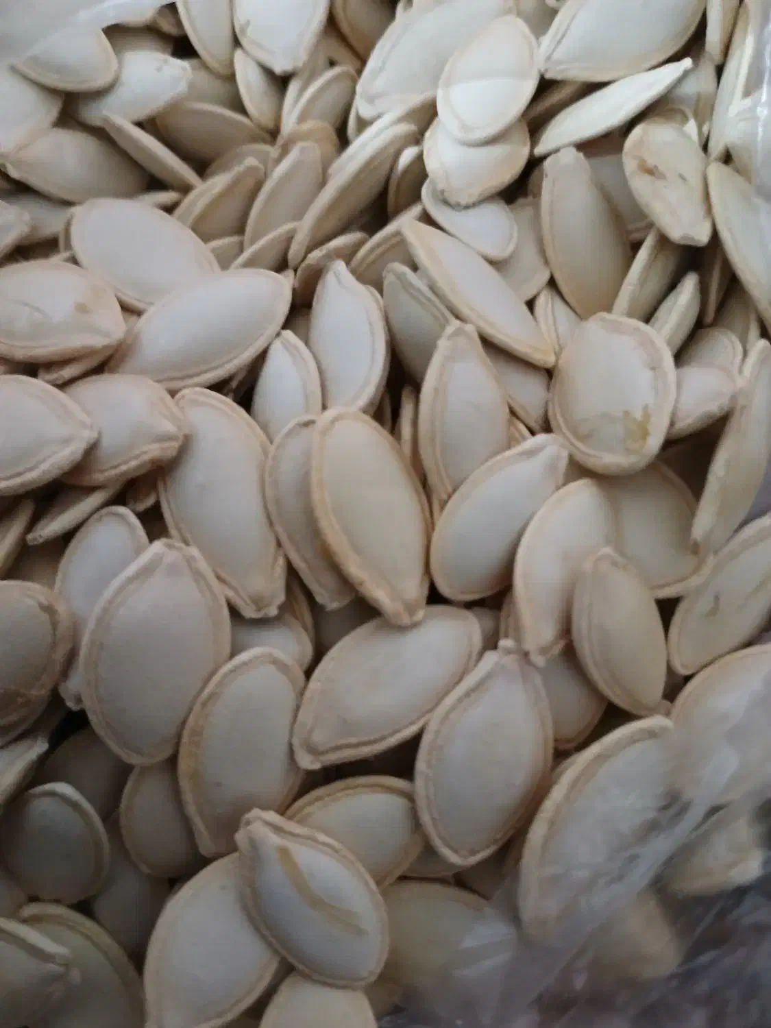 تخمه کدو درجه یک|خوردنی و آشامیدنی|بهمن صغاد, |دیوار