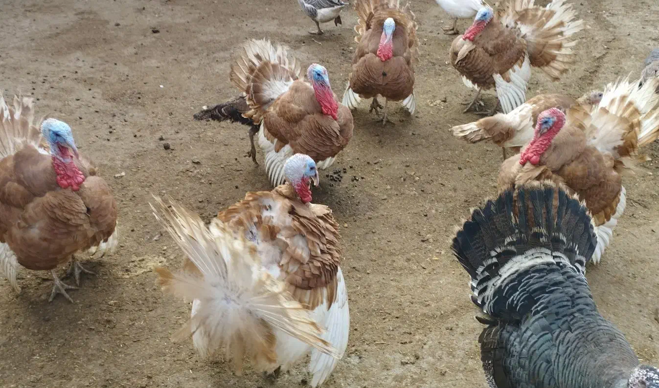 بو قلمون طبیعی|حیوانات مزرعه|اردبیل, |دیوار