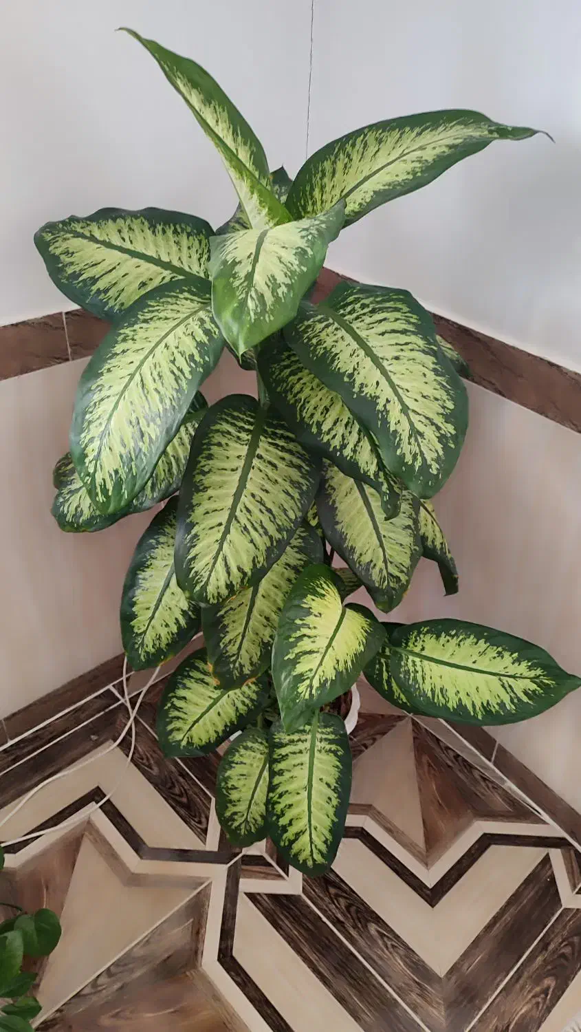 یک سری گل طبیعی به فروش میرسد|گل و گیاه طبیعی|بانه, |دیوار