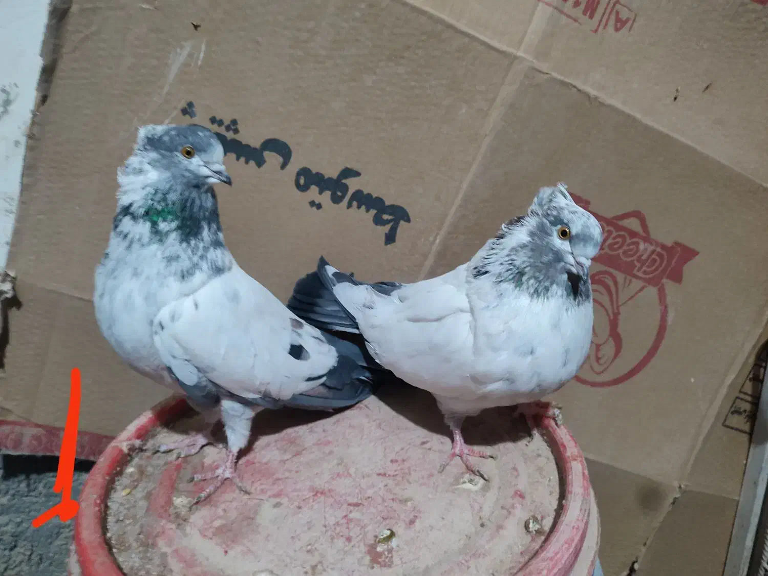 دوتا ماده با یک نفر کله دم سیاه فروشی|پرنده|شاهرود, |دیوار