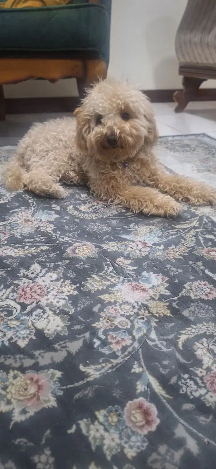 توی پودل|سگ|تهران, تهرانسر شرقی|دیوار