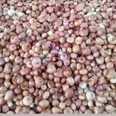 پیاز محلی بدونه سم و کود بلبان اباد|خوردنی و آشامیدنی|دهگلان, |دیوار